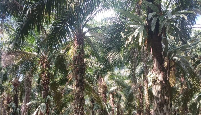Akiong Dolar Klaim Kantongi Sertifikat Puluhan Hektare Lahan Sawit Dalam IUP PT. Timah Tbk