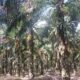 Akiong Dolar Klaim Kantongi Sertifikat Puluhan Hektare Lahan Sawit Dalam IUP PT. Timah Tbk